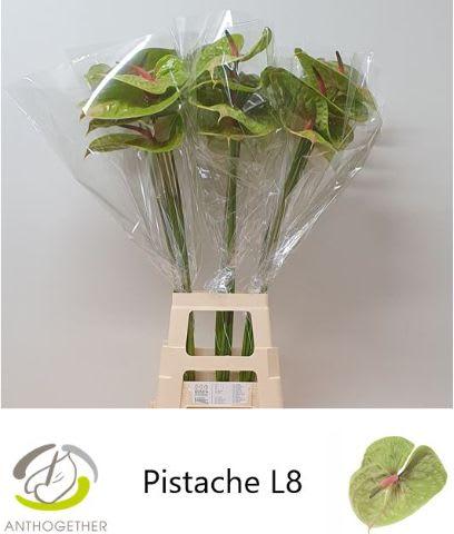 Срезанные цветы оптом Anthurium pistache от 20шт из Голландии с доставкой по России