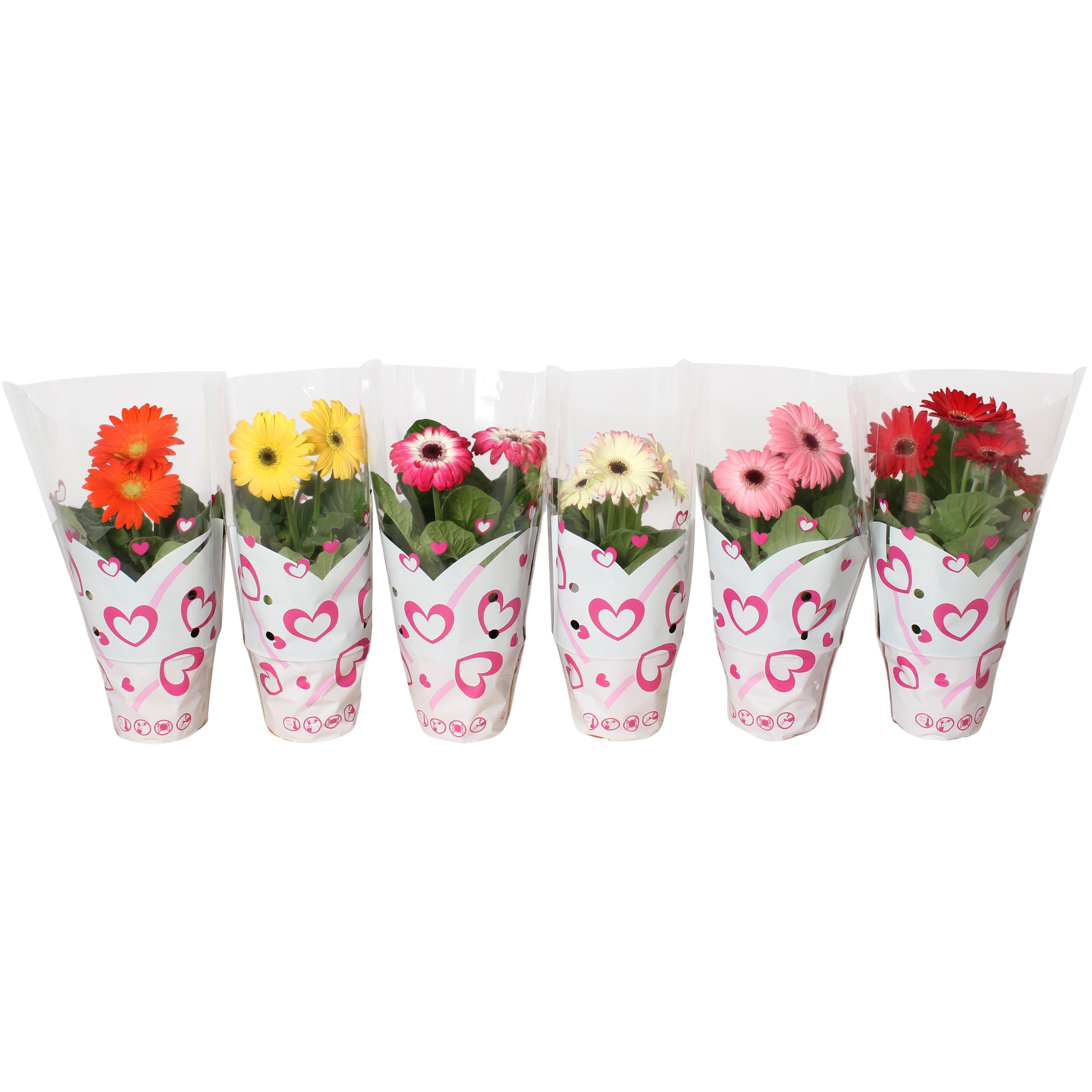 Горшечные цветы и растения оптом Gerbera Mix Hart Sleeve 2+ от 10шт (для телеги) из Голландии с доставкой по России