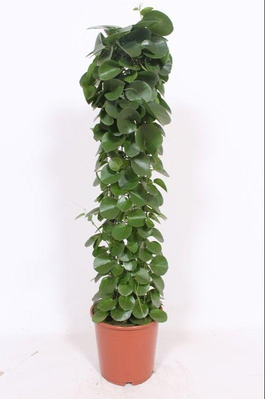 Горшечные цветы и растения оптом Cissus Rotundifolia Gaasrek от 1шт из Голландии с доставкой по России