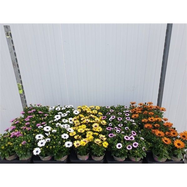 Горшечные цветы и растения оптом Osteo Margarita Mixk от 12шт из Голландии с доставкой по России