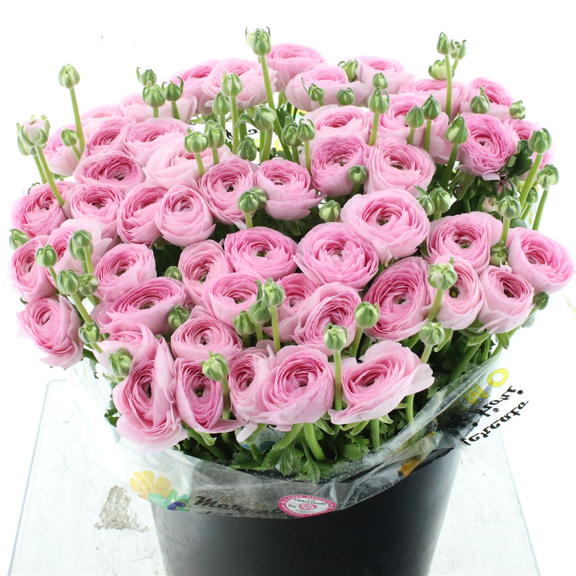 Срезанные цветы оптом Ranunculus succes 418 от 50шт из Голландии с доставкой по России