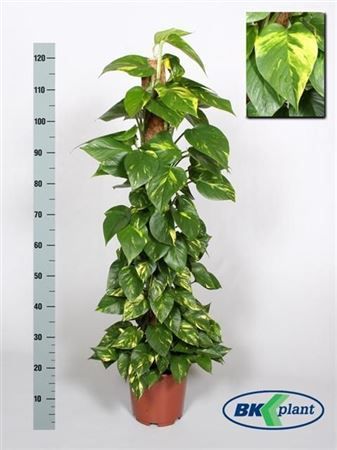 Горшечные цветы и растения оптом Epipremnum Pinnatum Mosspole от 1шт из Голландии с доставкой по России