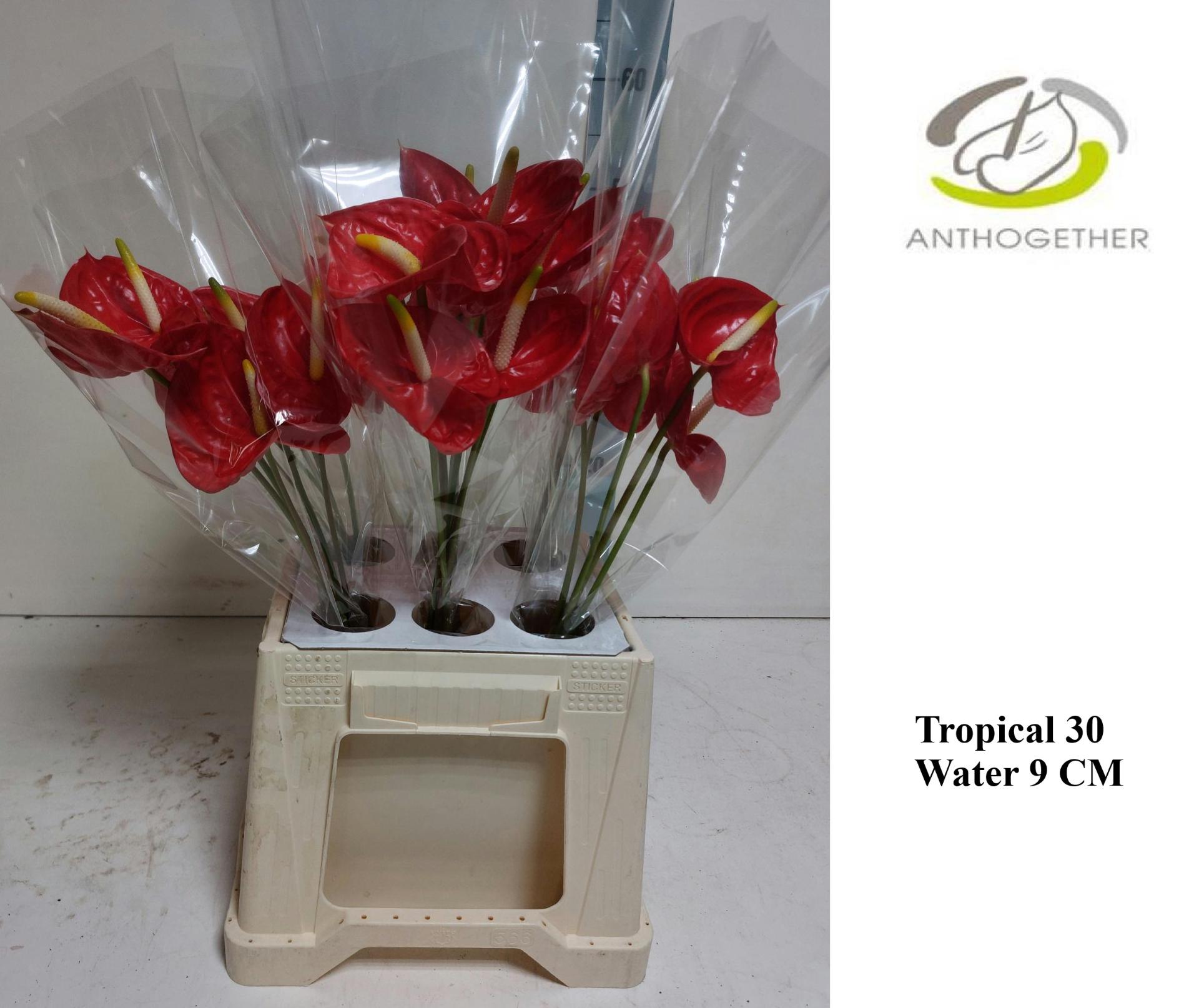 Срезанные цветы оптом Anthurium tropical от 30шт из Голландии с доставкой по России