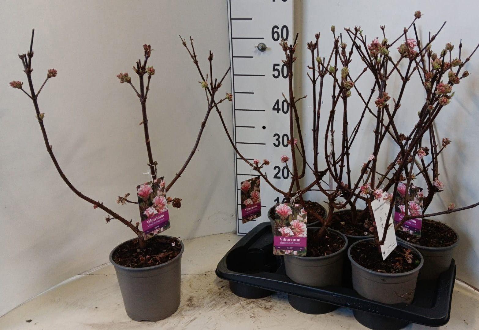 Горшечные цветы и растения оптом Vibu Bo Dawn от 6шт из Голландии с доставкой по России