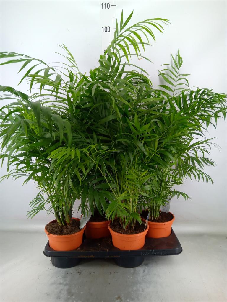 Горшечные цветы и растения оптом Chamaedorea Elegans от 4шт из Голландии с доставкой по России