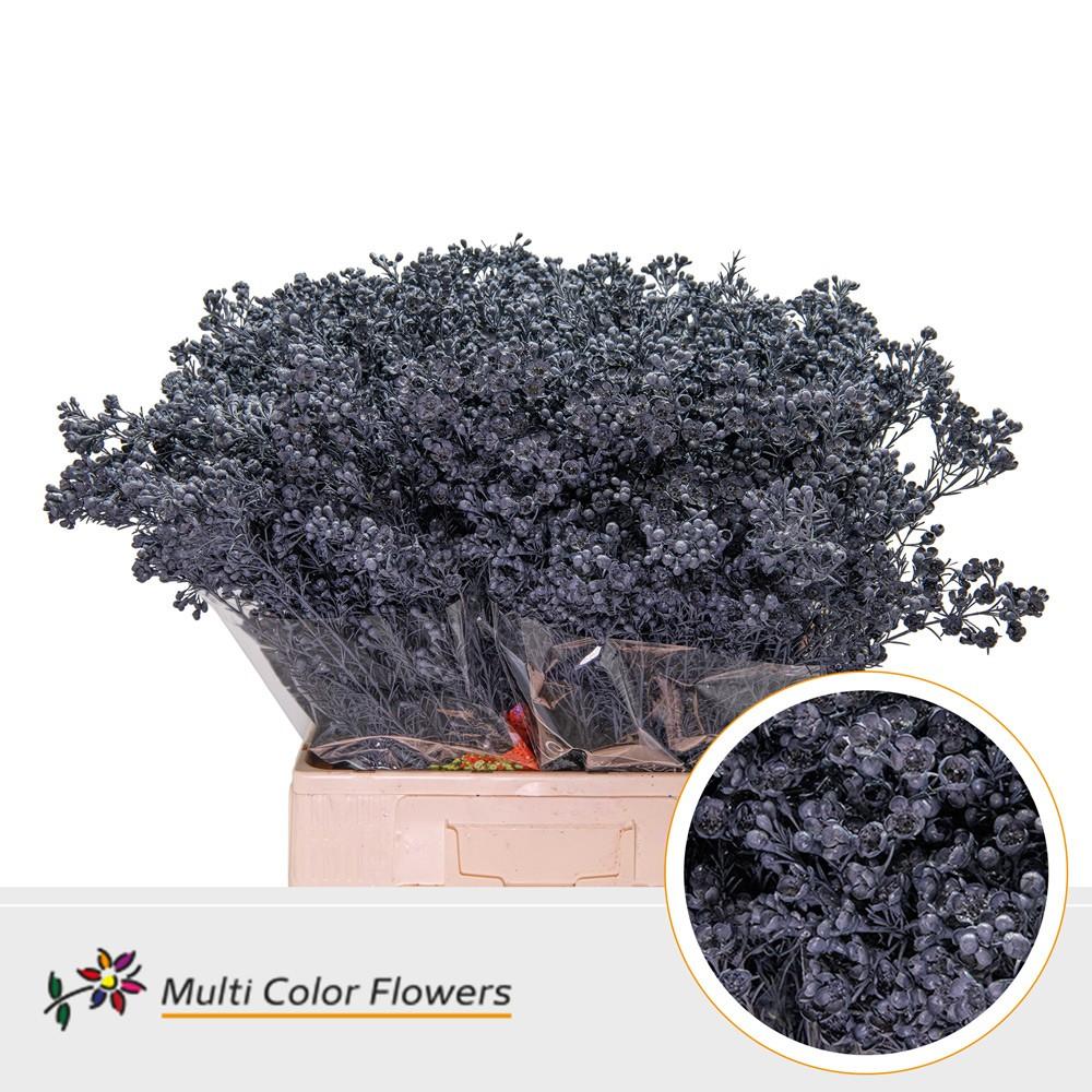 Срезанные цветы оптом Chamelaucium paint grey от 100шт из Голландии с доставкой по России