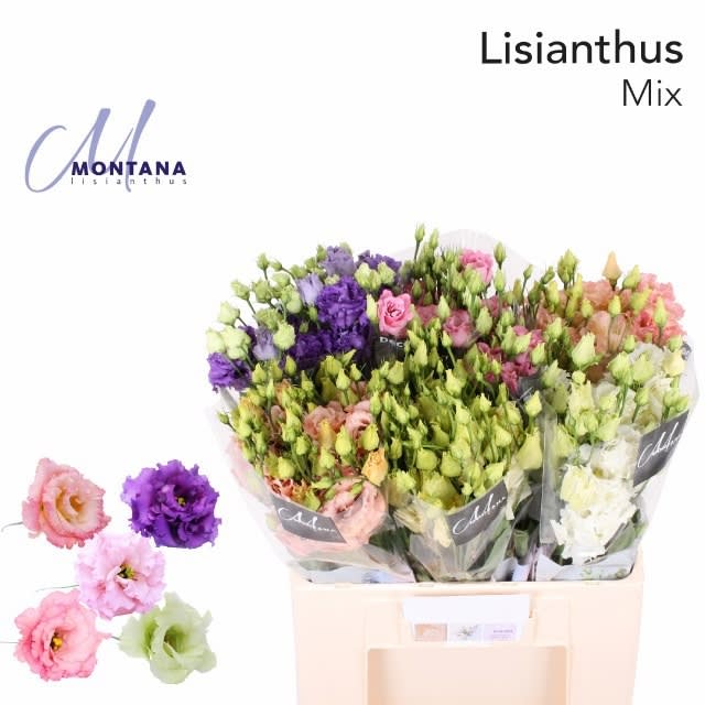 Срезанные цветы оптом Lisianthus do mix in bucket от 70шт. из Голландии с доставкой по России
