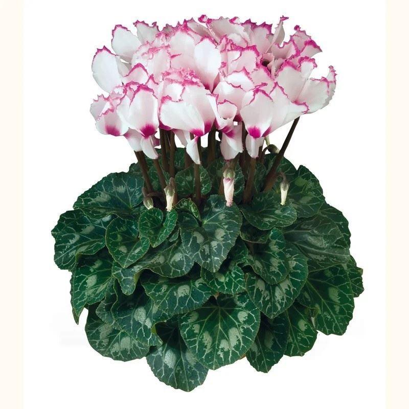 Горшечные цветы и растения оптом Cyclamen Gr ... A от 6шт (для телеги) из Голландии с доставкой по России