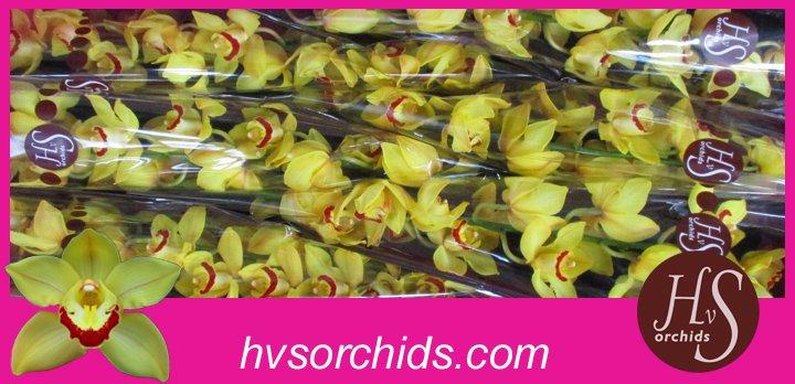 Срезанные цветы оптом Cymbidium yellow sunglow от 6шт из Голландии с доставкой по России