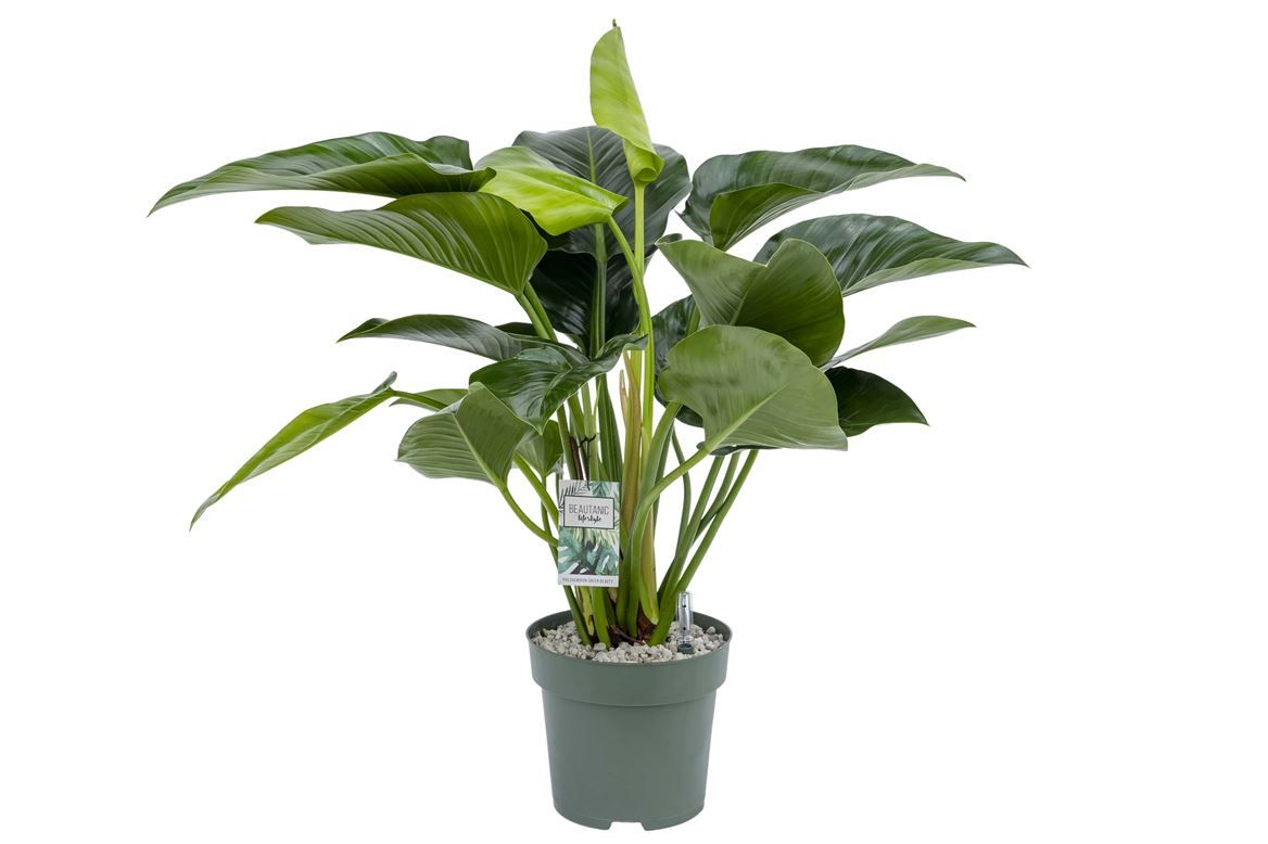 Горшечные цветы и растения оптом Philodendron Green Beauty от 1шт из Голландии с доставкой по России