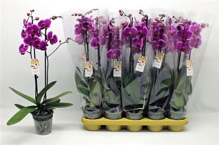Горшечные цветы и растения оптом Phal An Durban 2 Branches 16+ от 10шт из Голландии с доставкой по России