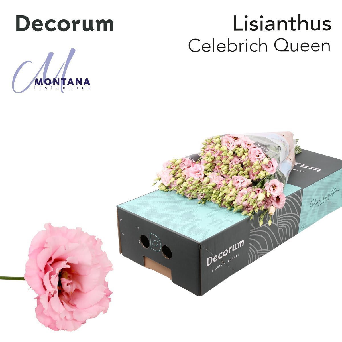 Срезанные цветы оптом Lisianthus do celeb queen от 140шт из Голландии с доставкой по России