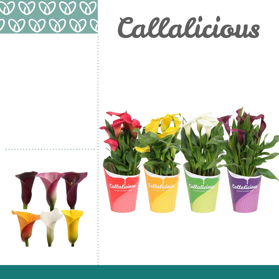 Горшечные цветы и растения оптом Zantedeschia Mix In Potcover 3+ от 10шт из Голландии с доставкой по России