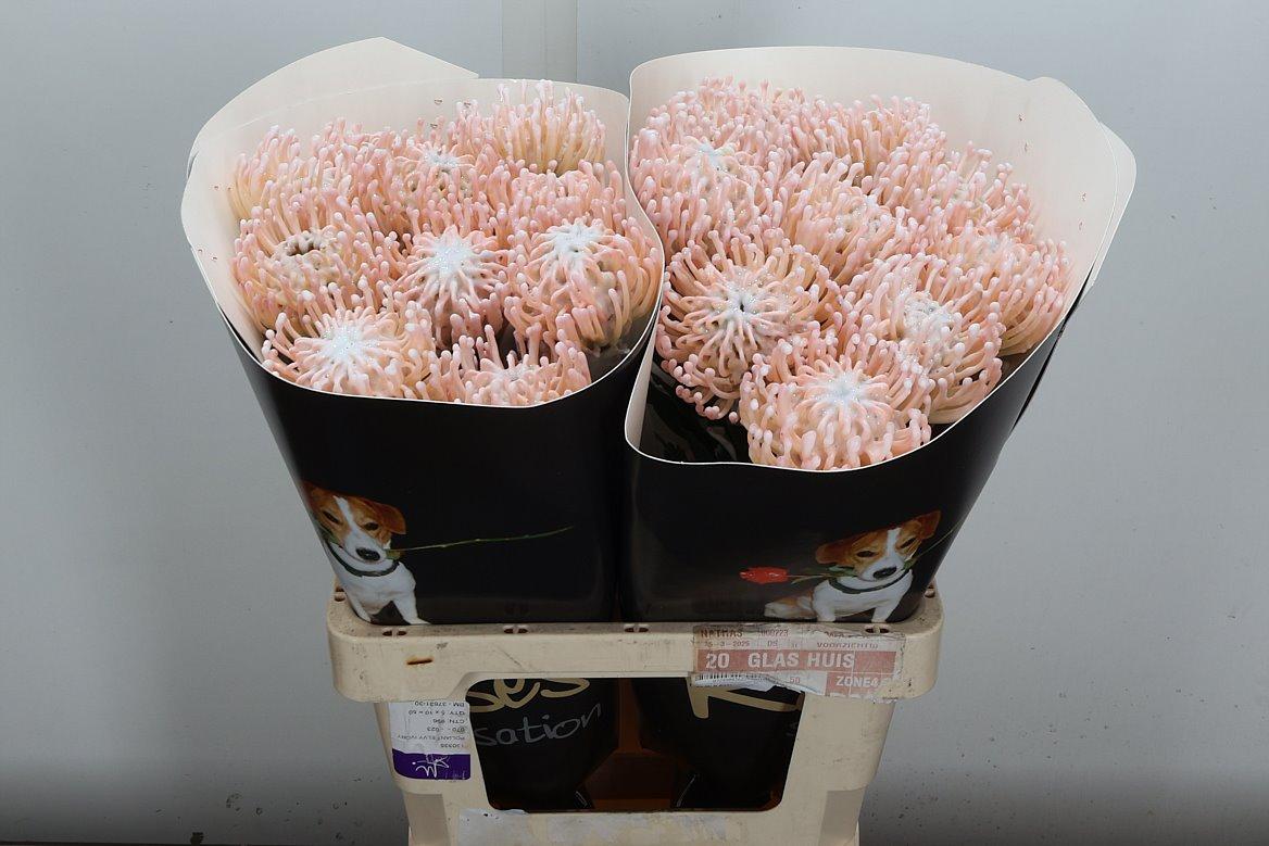 Срезанные цветы оптом Nutans wax white parelmoer от 20шт из Голландии с доставкой по России