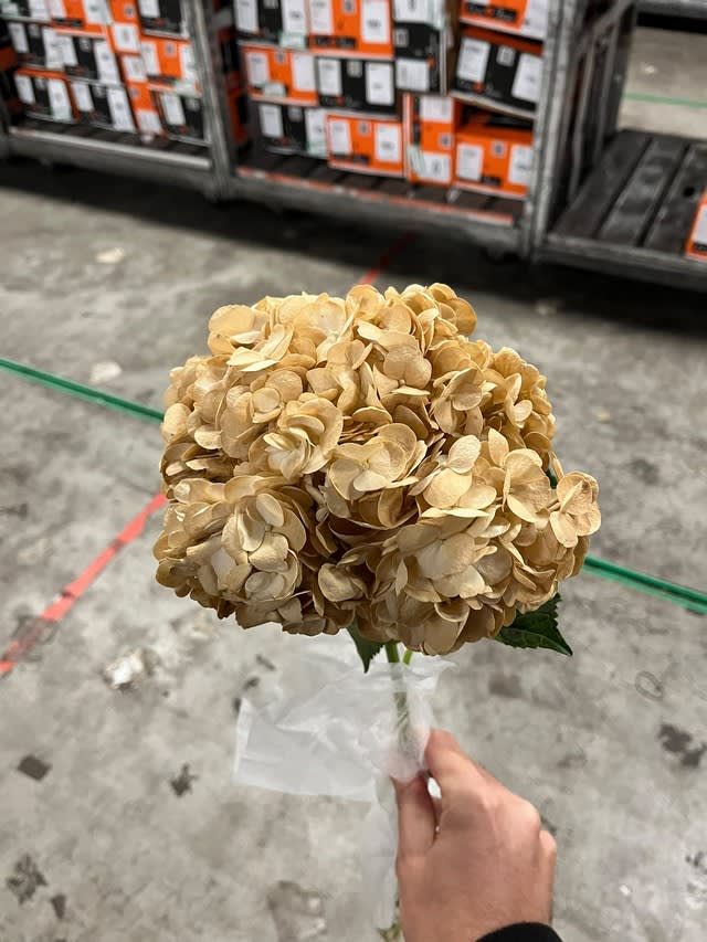 Срезанные цветы оптом Hydrangea hazelnut tinted от 30шт из Голландии с доставкой по России
