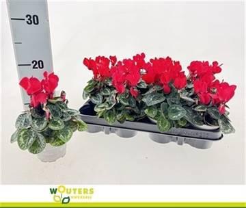 Горшечные цветы и растения оптом Cycl Kl Met Ind Red P9 от 12шт (для телеги) из Голландии с доставкой по России