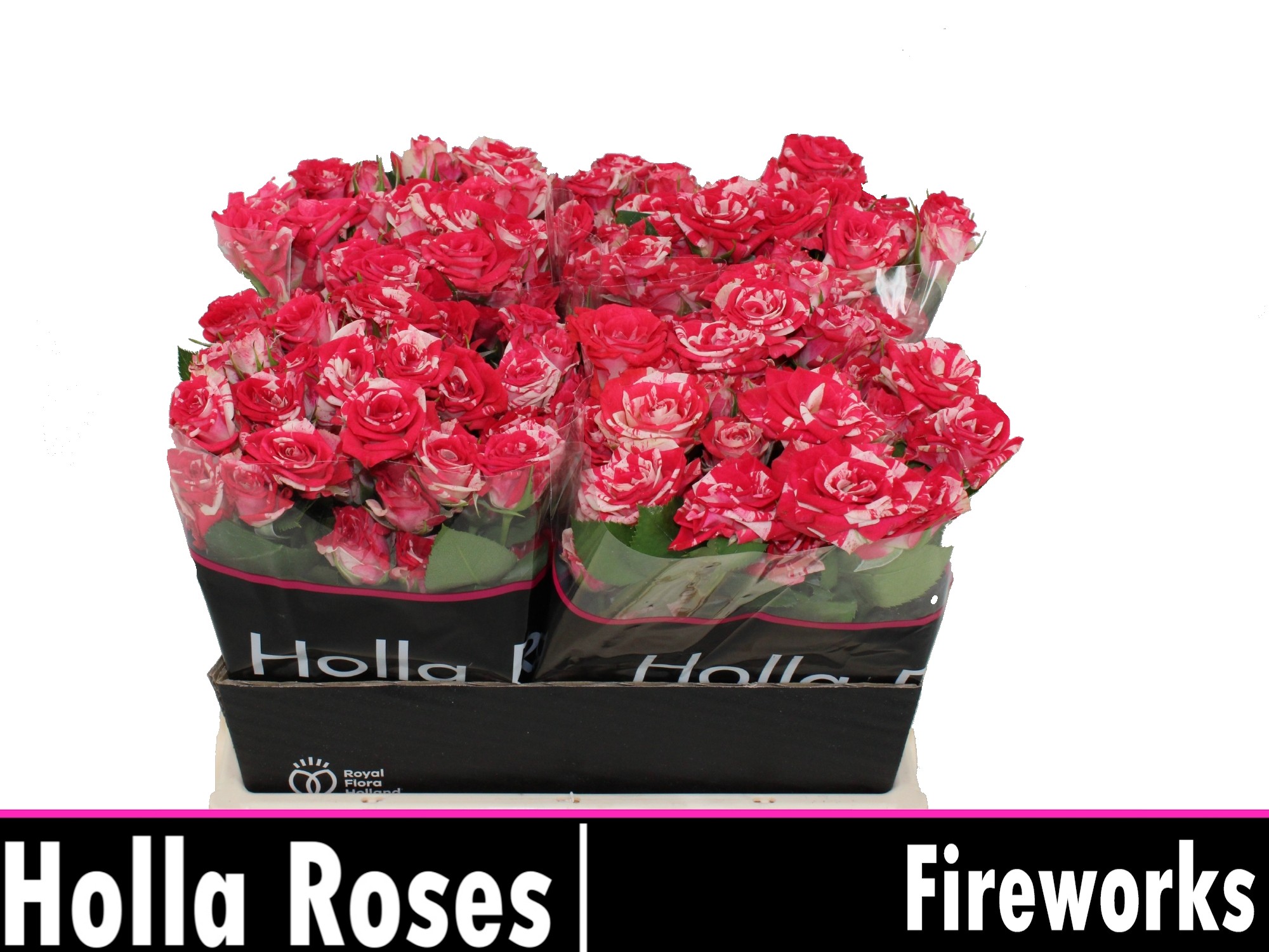 Срезанные цветы оптом Rosa spray fireworks от 40шт. из Голландии с доставкой по России