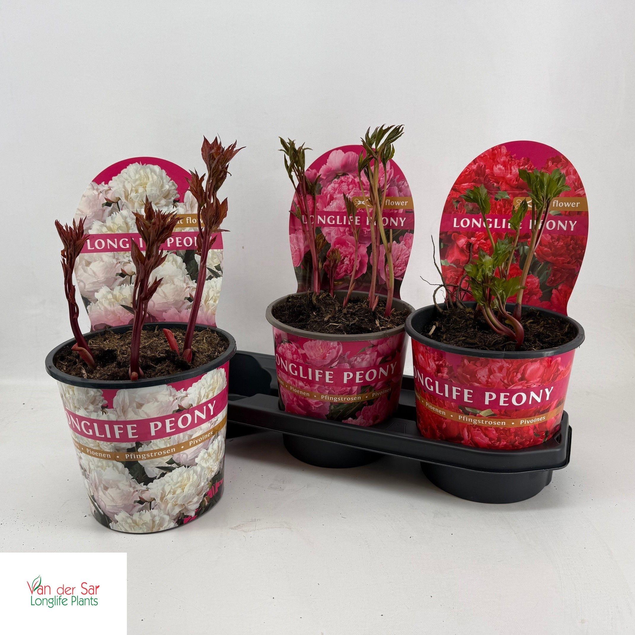 Горшечные цветы и растения оптом Paeonia Gem от 3шт из Голландии с доставкой по России