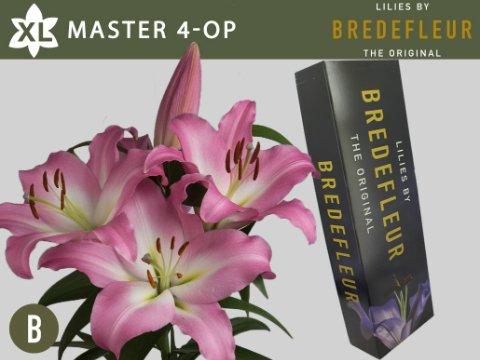 Срезанные цветы оптом Lilium or master от 40шт. из Голландии с доставкой по России
