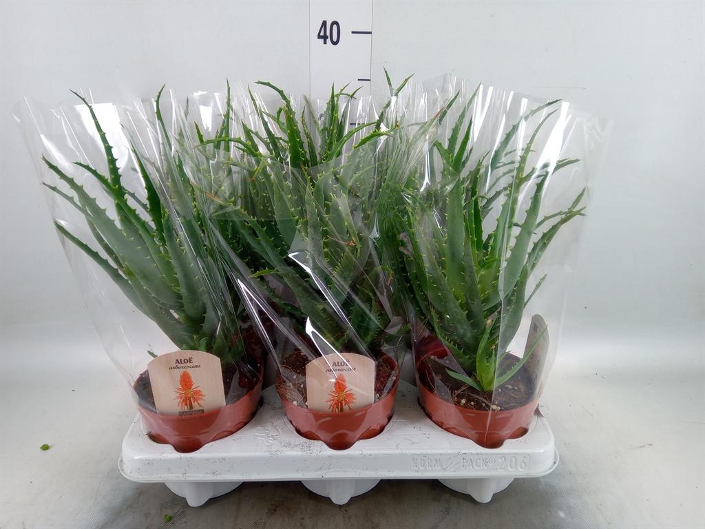 Горшечные цветы и растения оптом Aloe Arborescens от 6шт из Голландии с доставкой по России