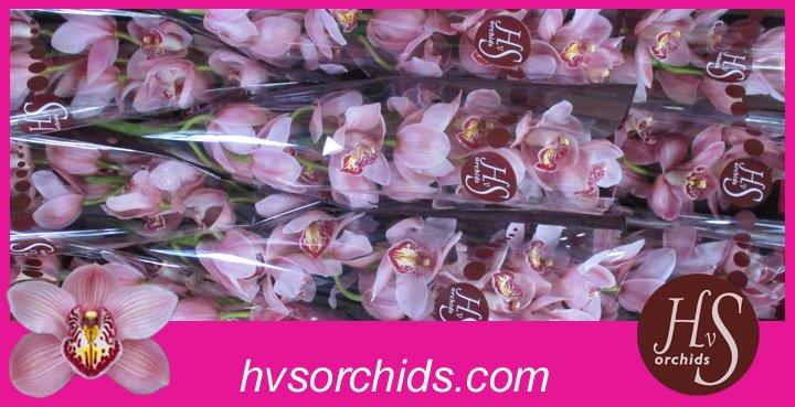 Срезанные цветы оптом Cymbidium pink unique pearl от 10шт из Голландии с доставкой по России