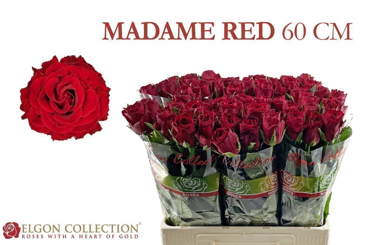 Срезанные цветы оптом Rosa large madam red от 340шт из Голландии с доставкой по России
