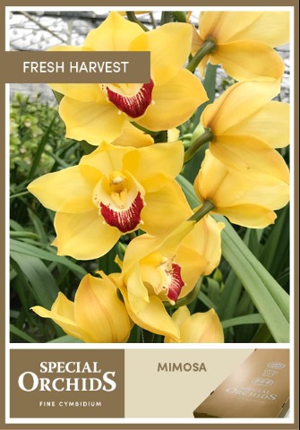 Срезанные цветы оптом Cymbidium yellow mimosa от 2шт из Голландии с доставкой по России