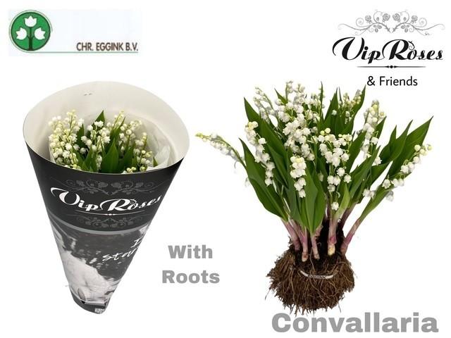 Срезанные цветы оптом Convallaria white от 25шт из Голландии с доставкой по России