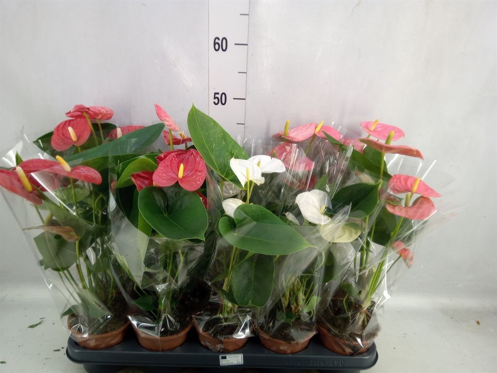 Горшечные цветы и растения оптом Anthurium Andr.   ...mix  3 от 10шт из Голландии с доставкой по России