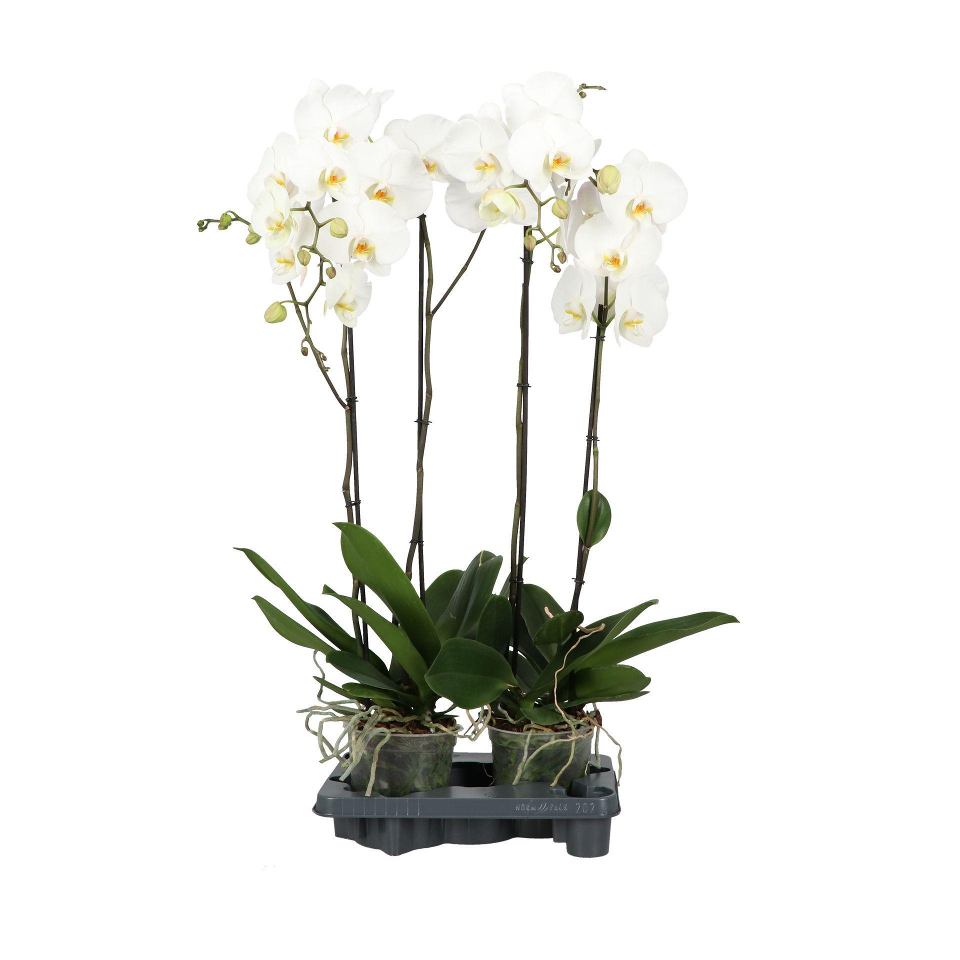 Горшечные цветы и растения оптом Formidablo 15cm Yosemite Falls In Black Abruzzo Aq от 5шт из Голландии с доставкой по России