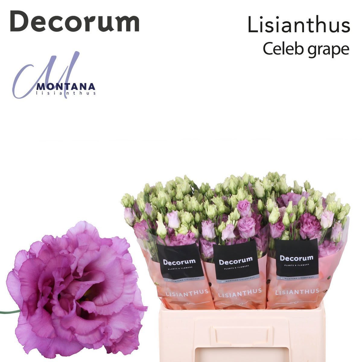 Срезанные цветы оптом Lisianthus do celeb grape от 20шт из Голландии с доставкой по России