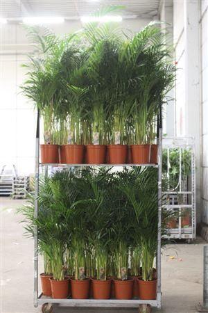 Горшечные цветы и растения оптом Dypsis Lutescens 20pp от 1шт из Голландии с доставкой по России