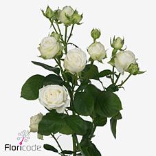 Срезанные цветы оптом Rosa spray miss bombastic от 240шт из Голландии с доставкой по России