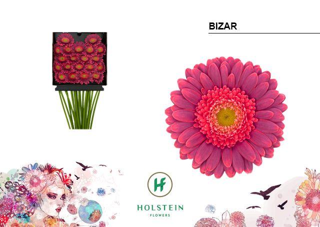 Срезанные цветы оптом Germini diamond bizar от 20шт из Голландии с доставкой по России