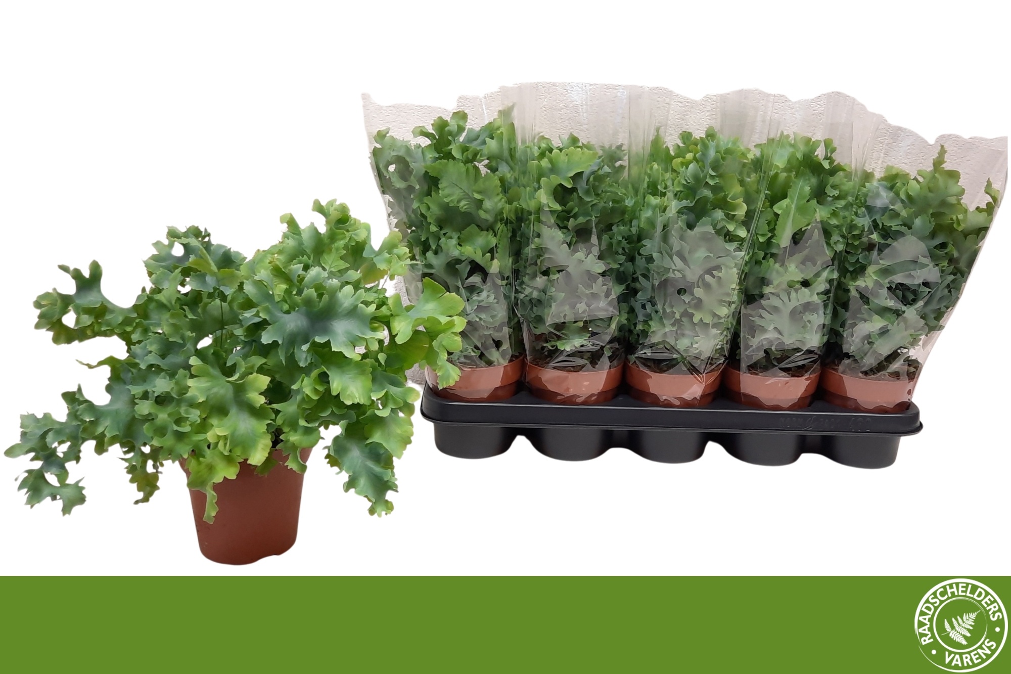 Горшечные цветы и растения оптом Phlebo A Davana от 10шт из Голландии с доставкой по России