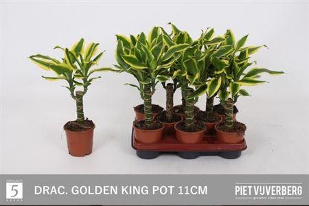 Горшечные цветы и растения оптом Drac Golden King 15cm Stem от 8шт из Голландии с доставкой по России