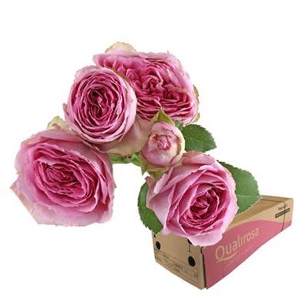 Срезанные цветы оптом Rosa spray lavender lace от 160шт из Голландии с доставкой по России