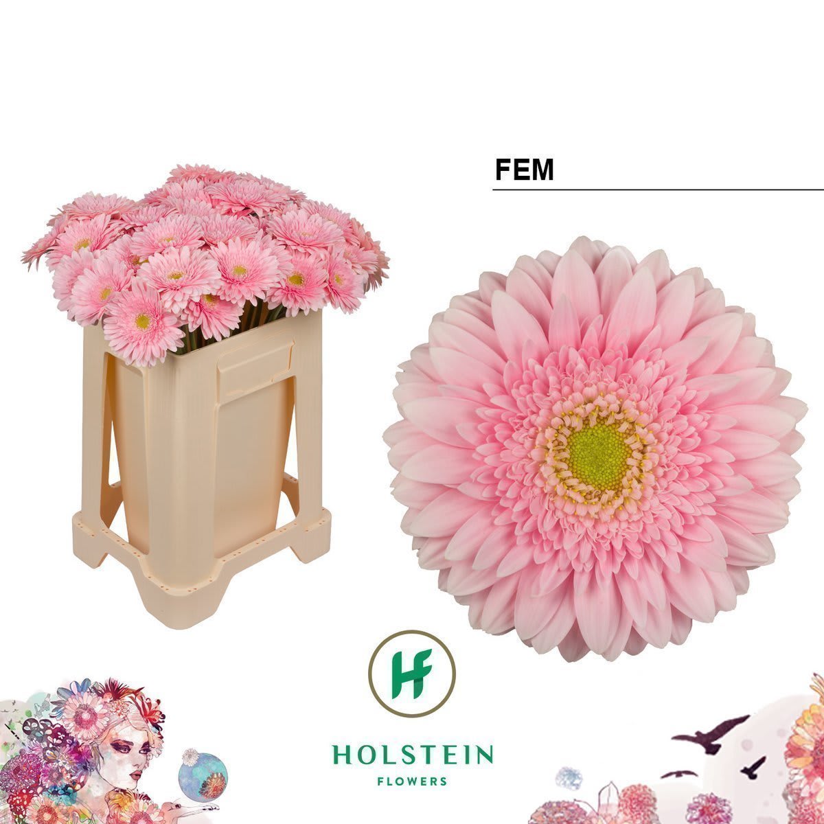 Срезанные цветы оптом Gerbera fem от 40шт из Голландии с доставкой по России