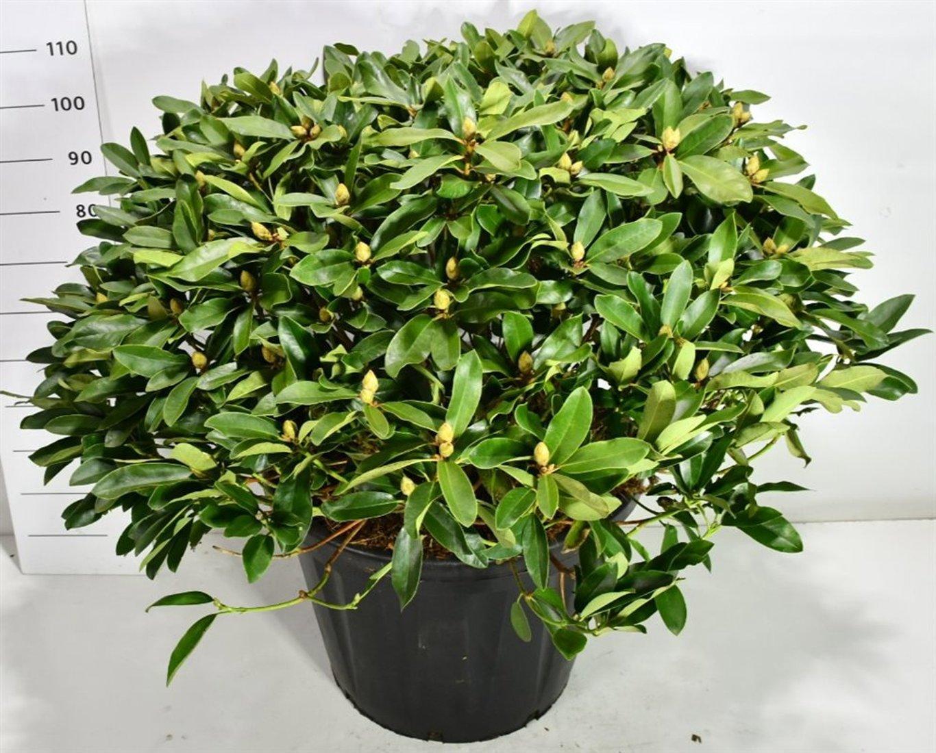 Горшечные цветы и растения оптом Rhododendron I Gelbe Dufthecke от 1шт из Голландии с доставкой по России