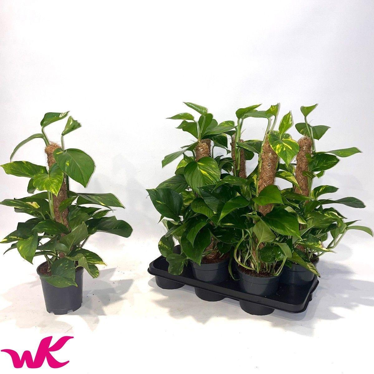 Горшечные цветы и растения оптом Epipremnum Mosspole (decorum) от 6шт из Голландии с доставкой по России