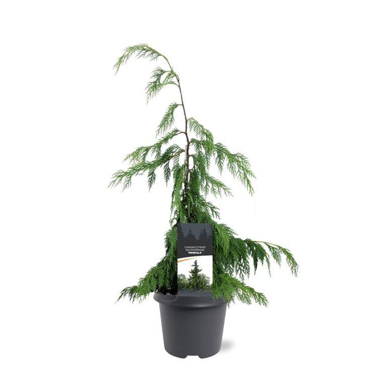 Горшечные цветы и растения оптом Chamaecyparis Nootkanensis Pendula от 1шт из Голландии с доставкой по России