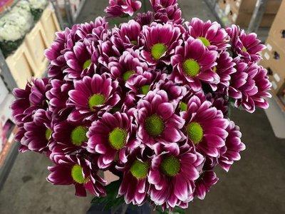 Срезанные цветы оптом Chrys sp together от 80шт из Голландии с доставкой по России