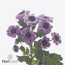 Срезанные цветы оптом Chrys sa patrese pink от 75шт из Голландии с доставкой по России