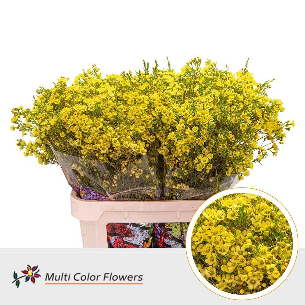 Срезанные цветы оптом Chamelaucium paint yellow от 75шт из Голландии с доставкой по России