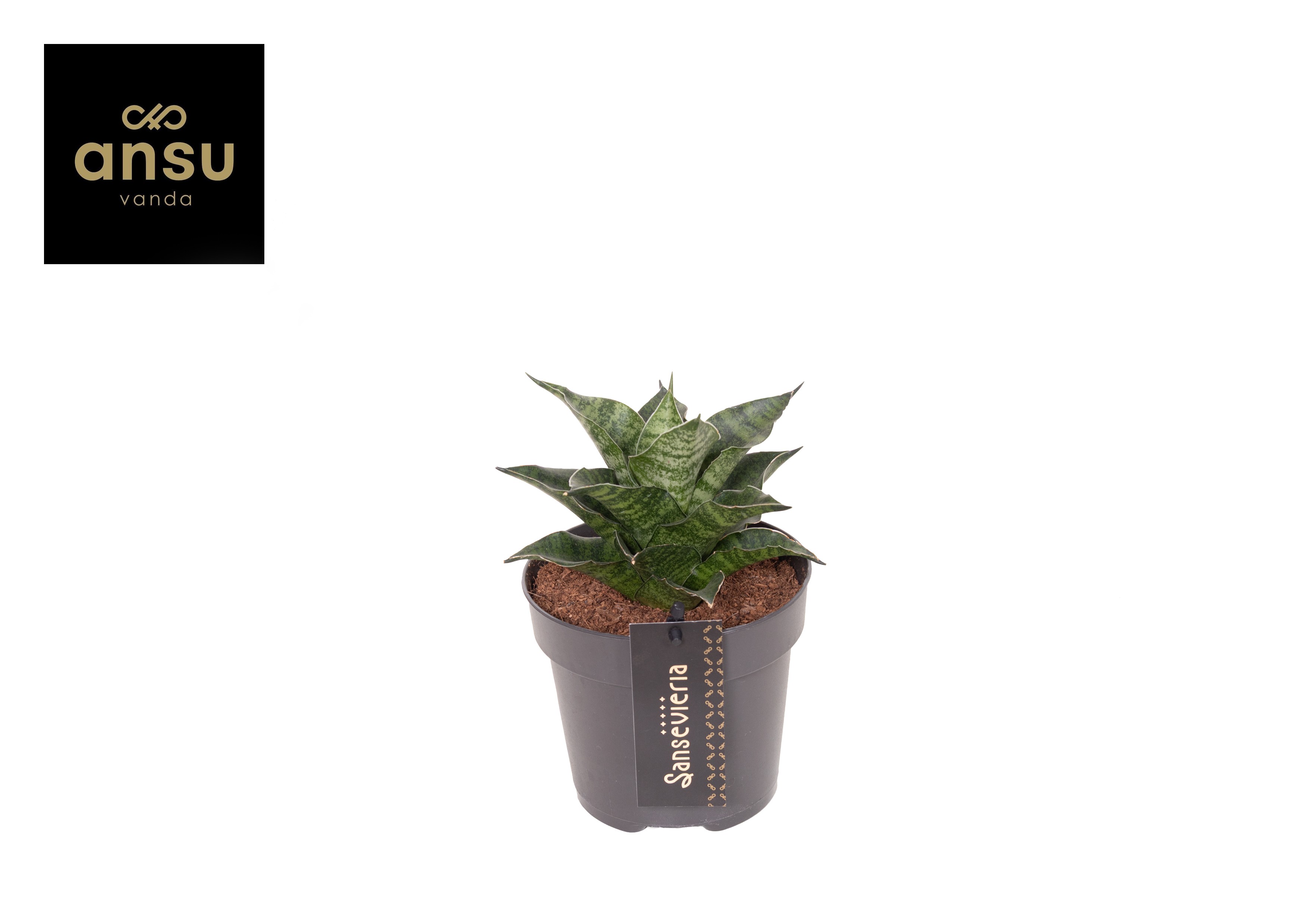 Горшечные цветы и растения оптом Sansevieria Star Mini Marble No. 1 от 10шт из Голландии с доставкой по России