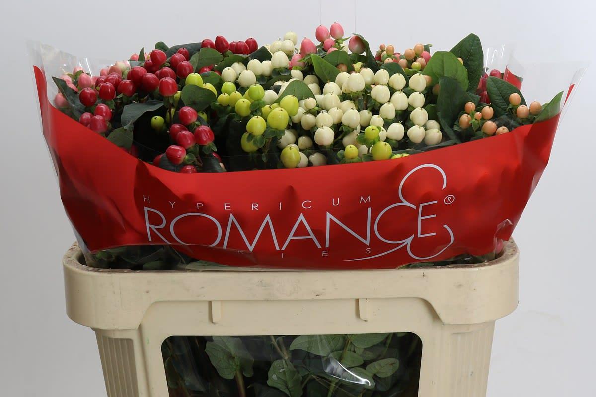 Срезанные цветы оптом Hypericum rainbow spray romance от 50шт из Голландии с доставкой по России