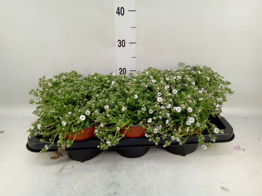 Горшечные цветы и растения оптом Gypsophila Cerastioides от 7шт из Голландии с доставкой по России