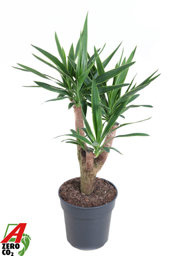 Горшечные цветы и растения оптом Yucca Puck Branched от 1шт из Голландии с доставкой по России