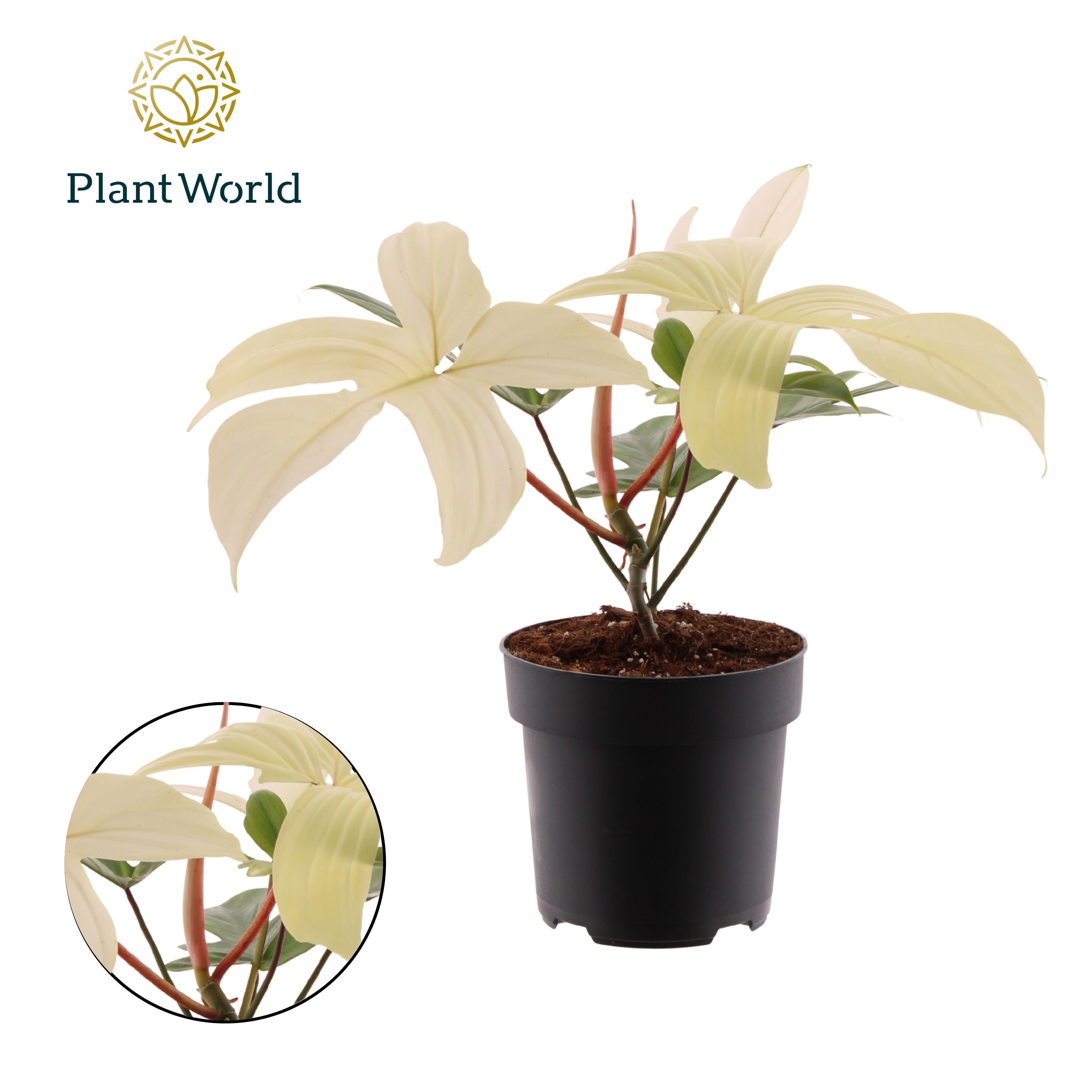 Горшечные цветы и растения оптом Philodendron Florida Ghost от 4шт из Голландии с доставкой по России