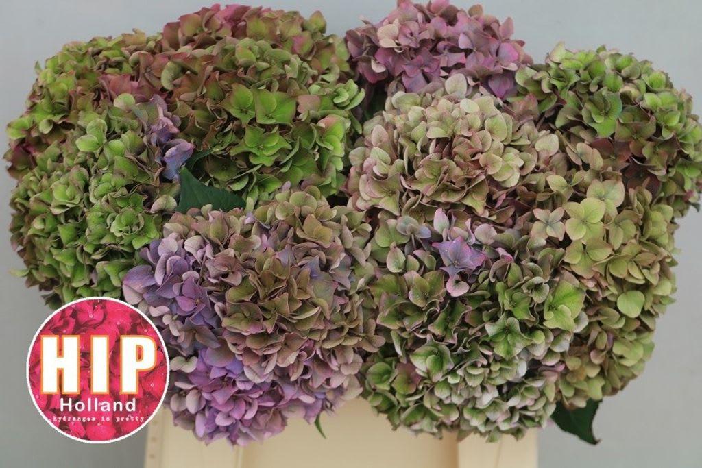 Срезанные цветы оптом Hydrangea rodeo classic от 10шт из Голландии с доставкой по России